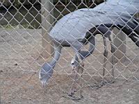 Grue de Paradis, Anthropoides paradisea (Photo F. Mrugala) (1)